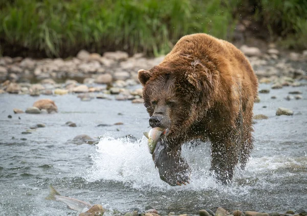 Aljaška Medvěd Hnědý Běží Lososem Ústech Mělkého Potoka Mcneil River — Stock fotografie