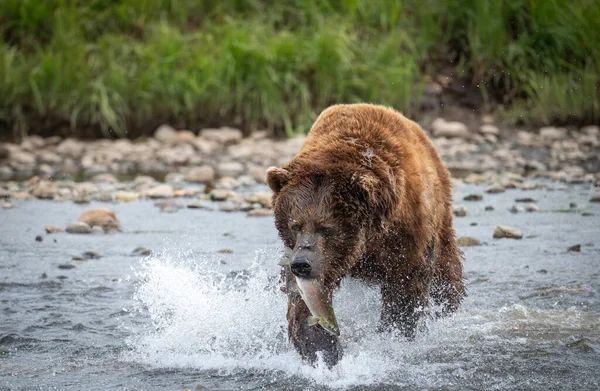 Alaskanruskea Karhu Juoksee Lohi Suussaan Matalalla Joella Mcneil River State — kuvapankkivalokuva
