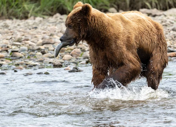Urso Marrom Alasca Correndo Com Salmão Sua Boca Riacho Raso — Fotografia de Stock