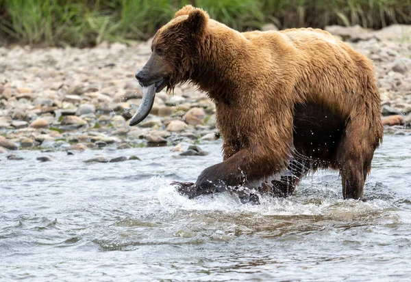 Urso Marrom Alasca Correndo Com Salmão Sua Boca Riacho Raso — Fotografia de Stock
