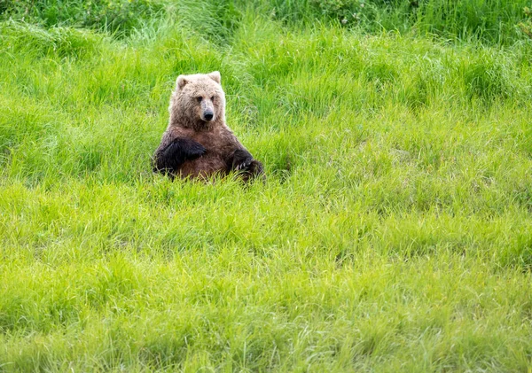 Alaskan Brown Bear Sitting Relaxing Meadow Mcneil River — Stock Photo, Image