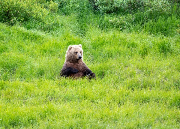 Aljašský Medvěd Hnědý Sedí Odpočívá Louce Řeky Mcneil — Stock fotografie