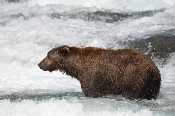 アラスカのサケの急流釣りに立つアラスカの茶色のクマ — ストック写真