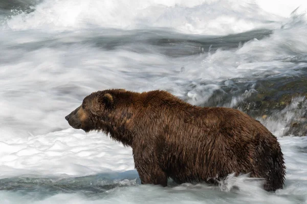 アラスカのサケの急流釣りに立つアラスカの茶色のクマ — ストック写真