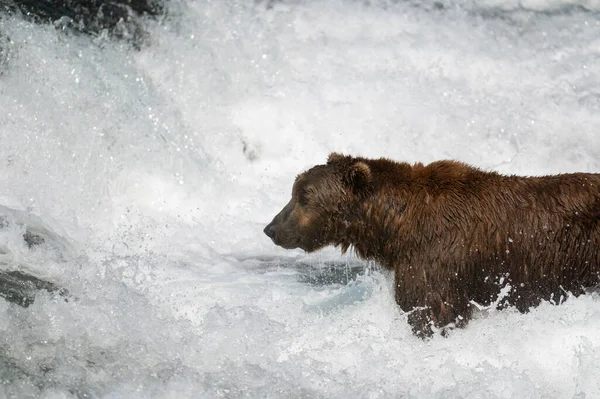 Αλάσκα Καφέ Αρκούδα Στέκεται Στο Rapids Αλιεία Σολομού Στην Αλάσκα — Φωτογραφία Αρχείου