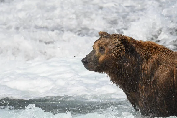 Alaskan Brown Bear Standing Rapids Falls Fishing Salmon Mcneil River — Stock Photo, Image