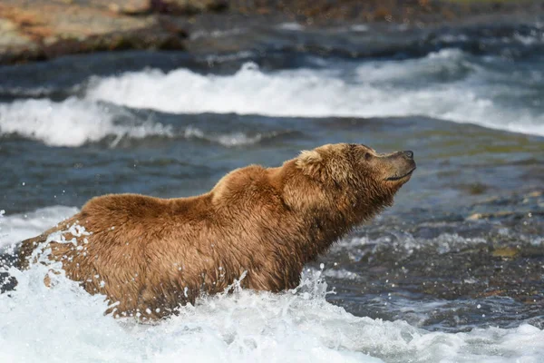 Alaszkai Barna Medve Áll Zuhatagok Vízesések Halászat Lazac Mcneil River — Stock Fotó