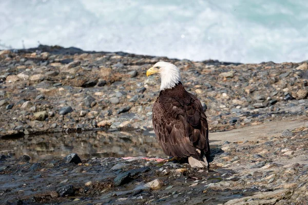 A bald eagle on the rocks near the rapids of McNeil River