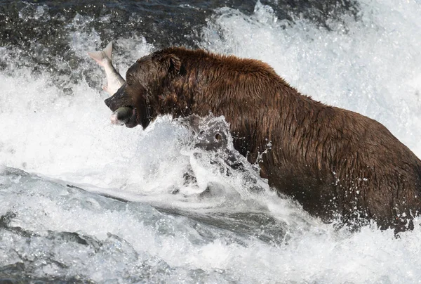 Alaska Brun Björn Med Lax Munnen Vid Fallen Mcneil River — Stockfoto