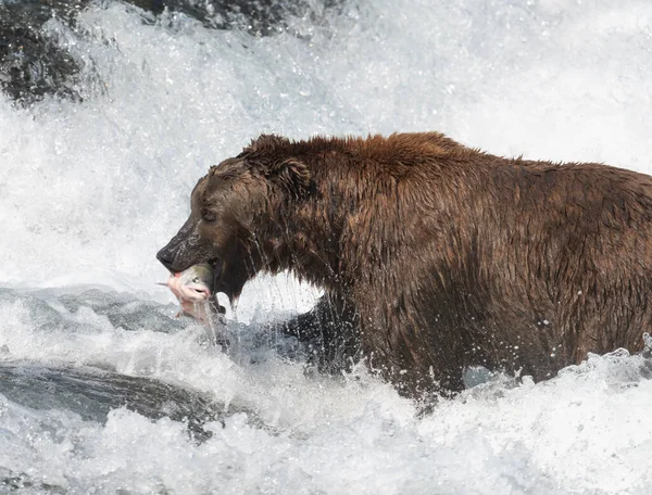 Alaskan Brown Bear Salmon Its Mouth Falls Mcneil River State — Stock Photo, Image