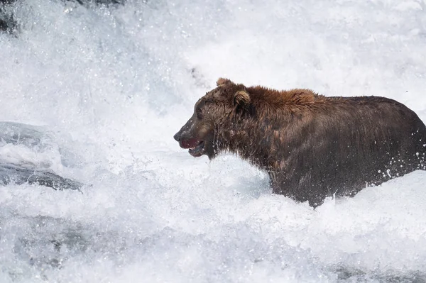 Aljašský Medvěd Hnědý Stojící Peřejích Vodopádů Lovící Lososa Mcneil River — Stock fotografie