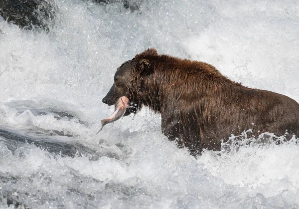 マクニール川州立ゲームサンクチュアリと避難所の滝で 口の中にサーモンとアラスカの茶色のクマ — ストック写真