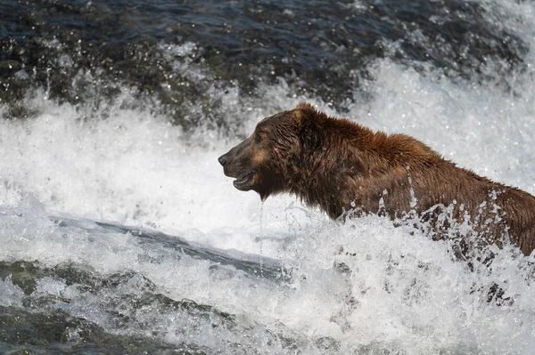 Alaski Niedźwiedź Brunatny Stojący Rzekach Wodospadów Połowów Łososia Mcneil River — Zdjęcie stockowe