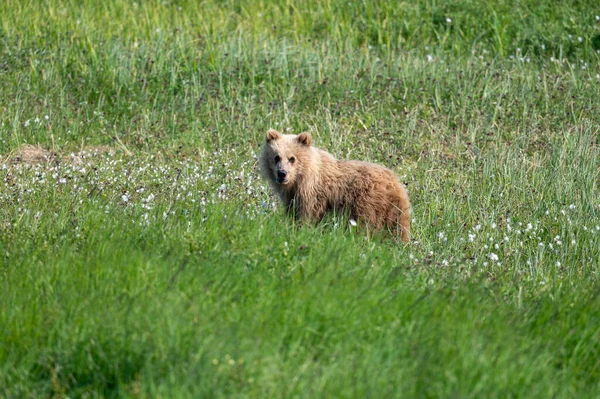 Каштанове Дитинча Бурого Ведмедя Відкритому Полі Mcneil River Game Sanctuary — стокове фото