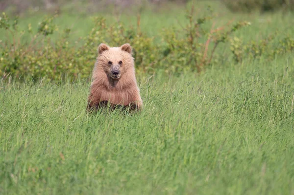 Cute Alaskan Καφέ Αρκουδάκι Στέκεται Στα Πίσω Πόδια Του Για — Φωτογραφία Αρχείου