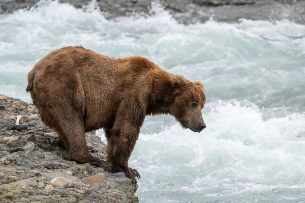 マクニール川の急流を見下ろす尾根に立つアラスカの茶色のクマ — ストック写真