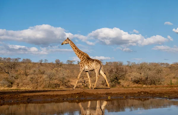 Giraffe Loopt Langs Een Waterput Met Een Blauwe Lucht Reflectie — Stockfoto
