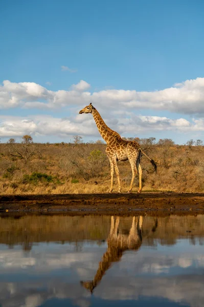 Giraffe Loopt Langs Een Waterput Met Een Blauwe Lucht Reflectie — Stockfoto