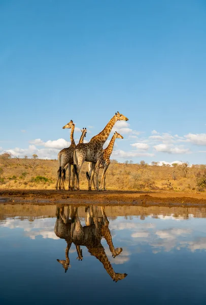 Giraffes Drinking Waterhole Evening South Africa — Stock Photo, Image