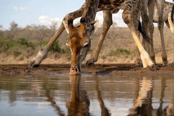 남아프리카 공화국의 물웅덩이에서 식수를 마시고 — 스톡 사진