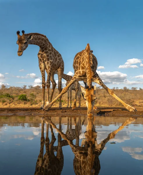 Жираф Пьет Водопоя Южной Африке — стоковое фото