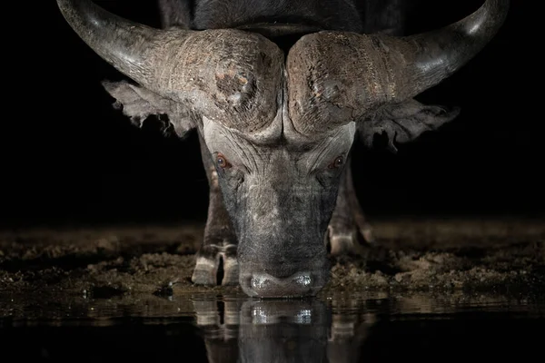 Afrikanischer Büffel Besucht Nachts Ein Wasserloch Südafrika — Stockfoto
