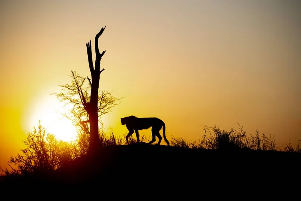 Silhouette Cheetah Hillside Nightfall South Africa — Stock Photo, Image