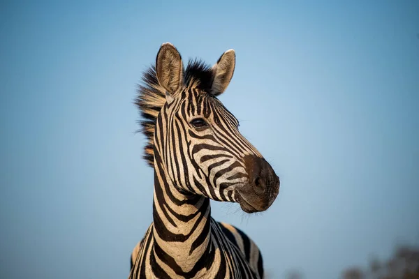 Retrato Uma Zebra Com Céu Azul África Sul — Fotografia de Stock