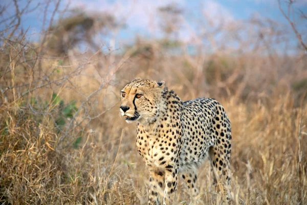 Egy Gepárd Halad Bokron Dél Afrikában — Stock Fotó