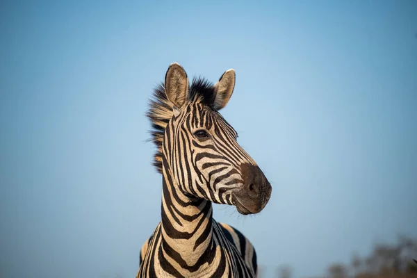 Porträtt Zebra Med Blå Himmel Sydafrika — Stockfoto