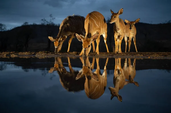 Nyalas Visar Ett Vattenhål Sydafrika Natten — Stockfoto