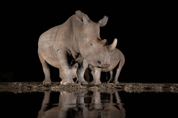stock image Southern white rhino at a water hole at night in South Africa