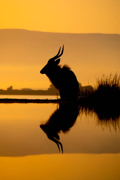 Nyala Silhouetted Morning Sun Water Hole South Africa — Stock Photo, Image