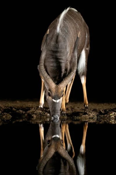 Nyala Drikker Vannhull Natten Sør Afrika – stockfoto