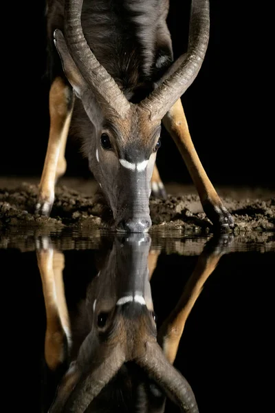 Nyala Bebendo Buraco Água Noite África Sul — Fotografia de Stock