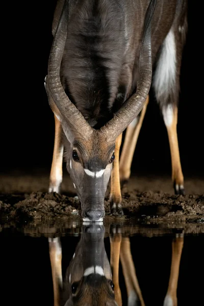 Nyala Bebendo Buraco Água Noite África Sul — Fotografia de Stock