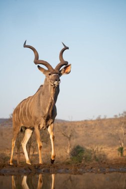 Kudu, Güney Afrika 'da bir su birikintisinde içiyor.