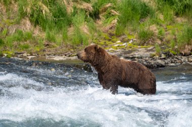 Alaska kahverengi ayısı McNeil Nehri Eyalet Mabedi 'nde somon avlamak için şelalenin akıntılarında duruyor.