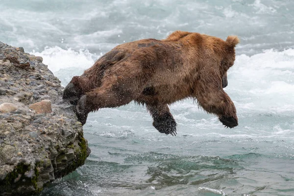 Alaskan Brown Bear Leaps Large Rock Attempt Catch Salmon Mcneil — Stockfoto