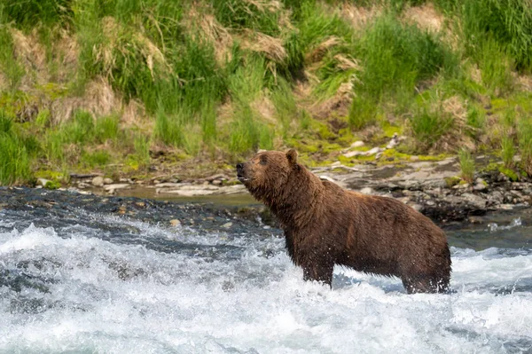 Alaska Braunbär Steht Den Stromschnellen Der Wasserfälle Und Fischt Lachse — Stockfoto