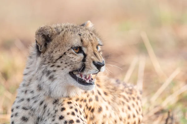 Cheetah Hissing Showing Its Teeth South Africa — Stock Photo, Image