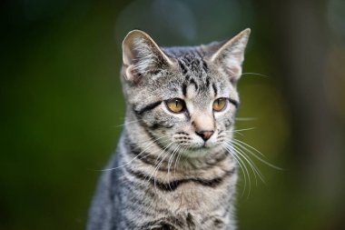 Yazın yeşil arka planı olan sevimli tekir kedi portresi.