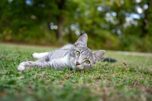 Şirin Gri Tekir Kedi Çimlerin Üzerinde Yatıyor — Stok fotoğraf