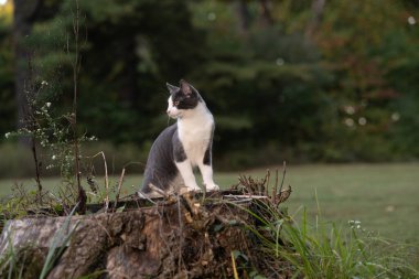 Yazın bir tarlada kütüğün üzerinde oturan gri beyaz bir kedi yavrusunun portresi.