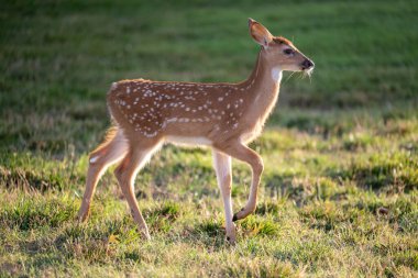 Beyaz kuyruklu geyik yavrusunun güneş doğduktan sonra açık bir arazide duruşu.
