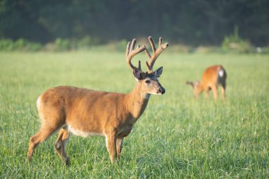 Tennessee 'de boynuzlarında kadife olan büyük beyaz kuyruklu geyik geyiği.
