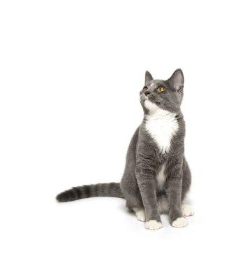 Gri ve beyaz kedi yavrusu beyaz arka planda izole bir şekilde oturuyor.