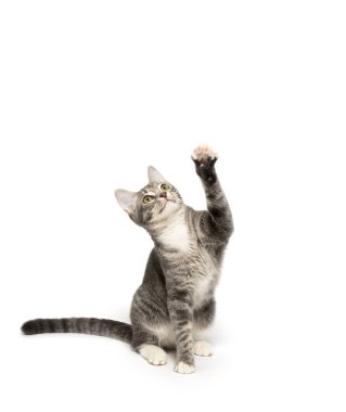 Beyaz arka planda yalnız oturan sevimli gri tekir kedicik.