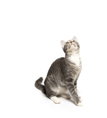 Beyaz arka planda yalnız oturan sevimli gri tekir kedicik.