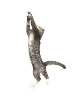 Beyaz arka planda gri ve beyaz kedi yavrusu zıplıyor